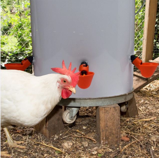 Chicken Drinking Cup