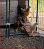 Automatic Chicken Coop Door